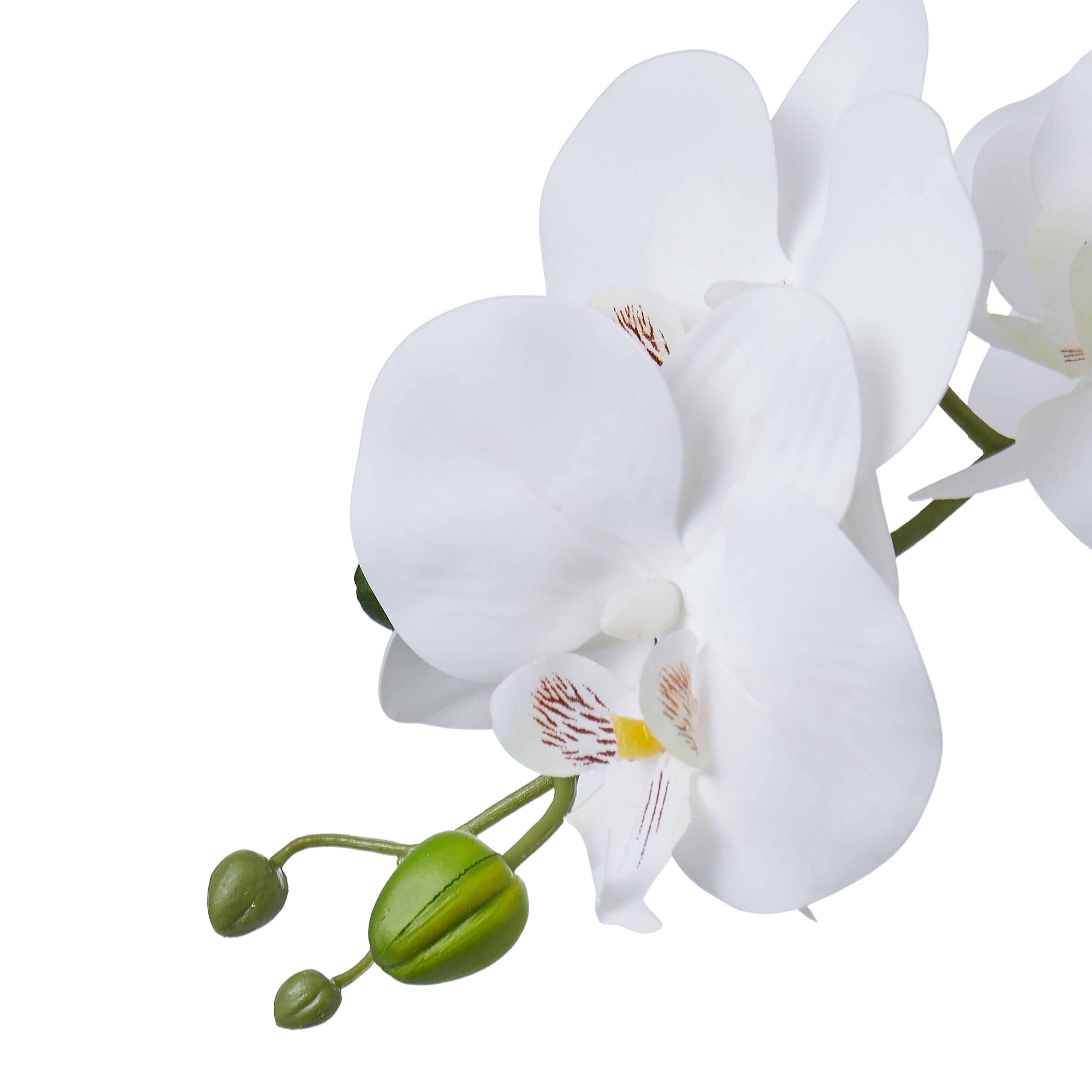 The Celeste Orchid Vase