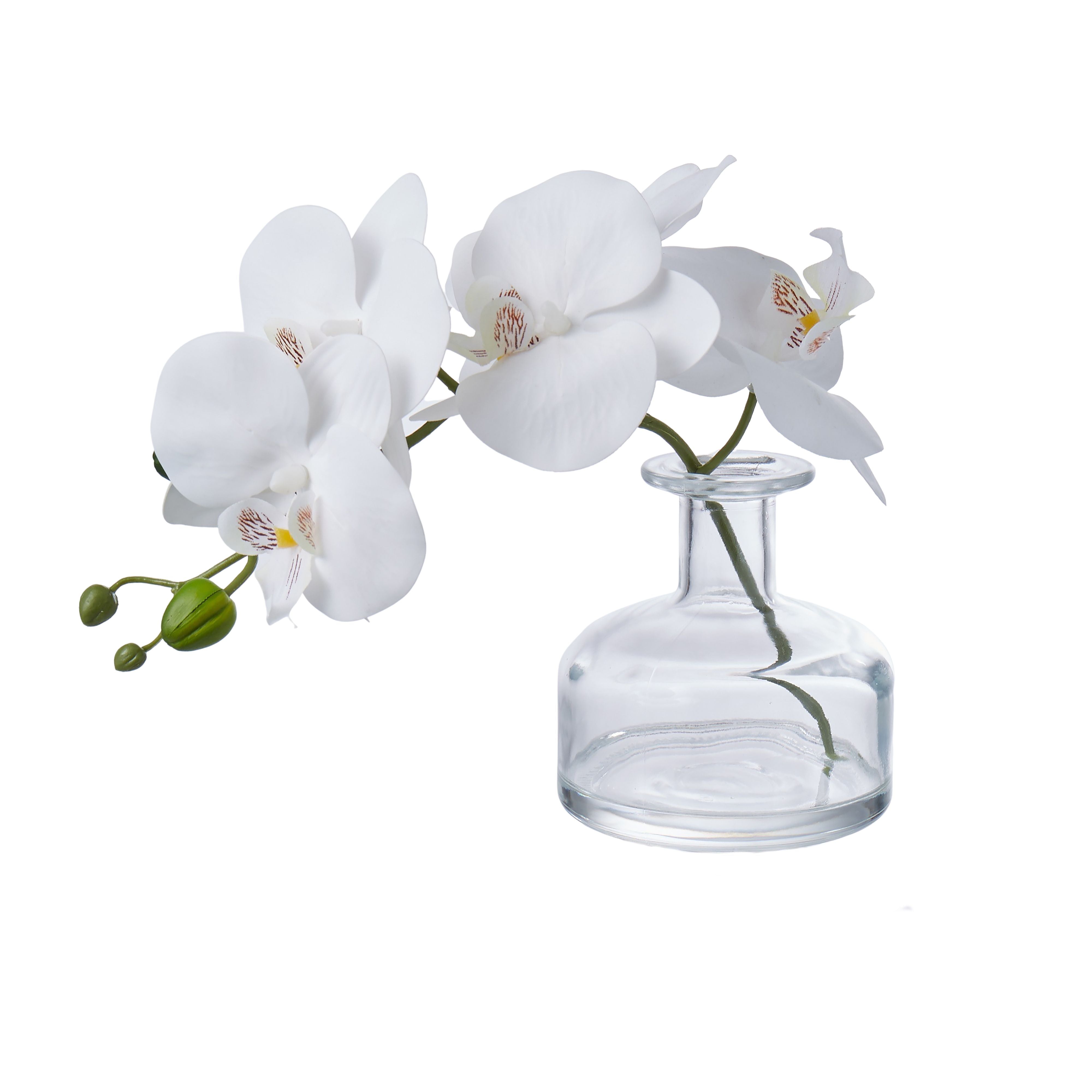 The Celeste Orchid Vase