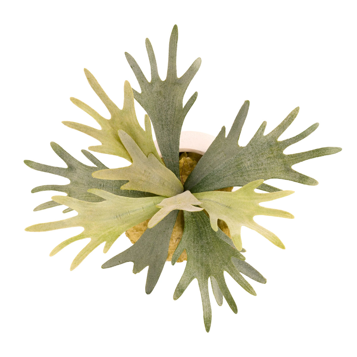 The Ottavia Staghorn