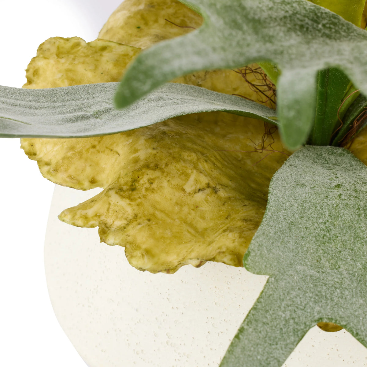 The Ottavia Staghorn