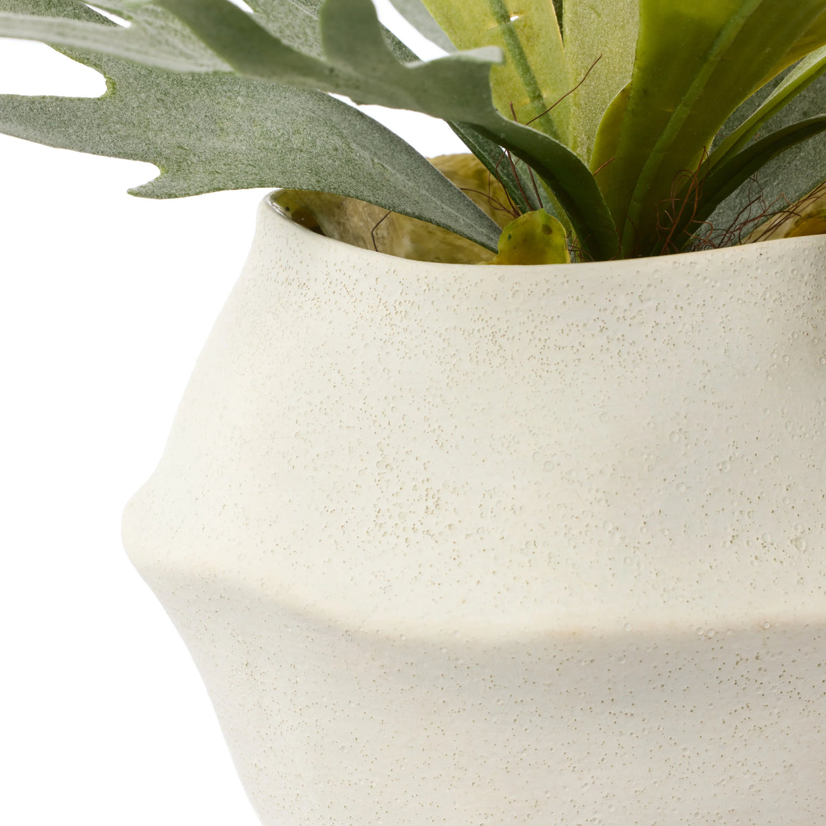 The Ottavia Staghorn