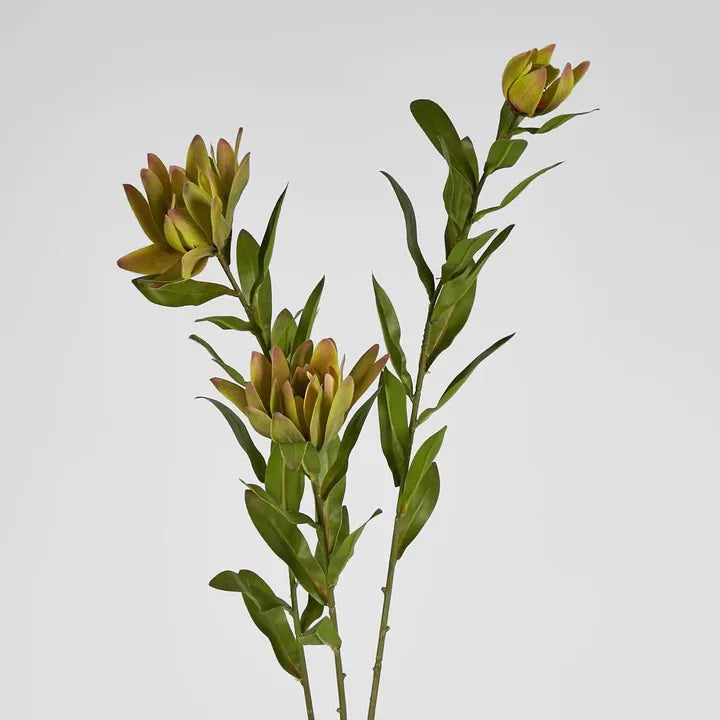 Leucadendron Spray