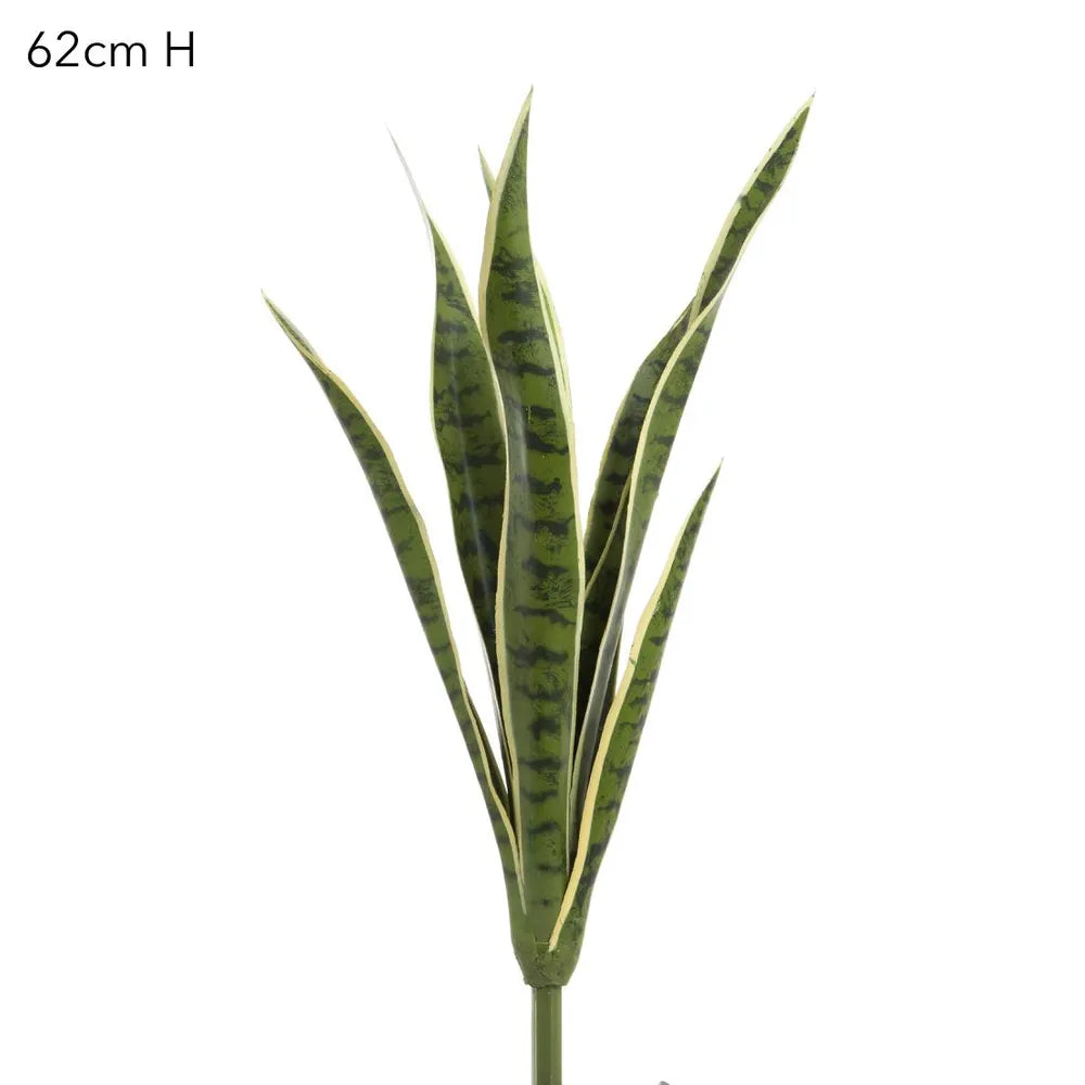 Mother-in-Law’s Tongue