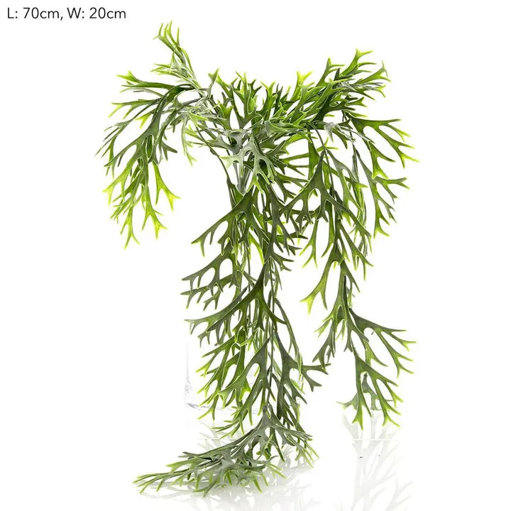 Staghorn Leaves Hanging Vine