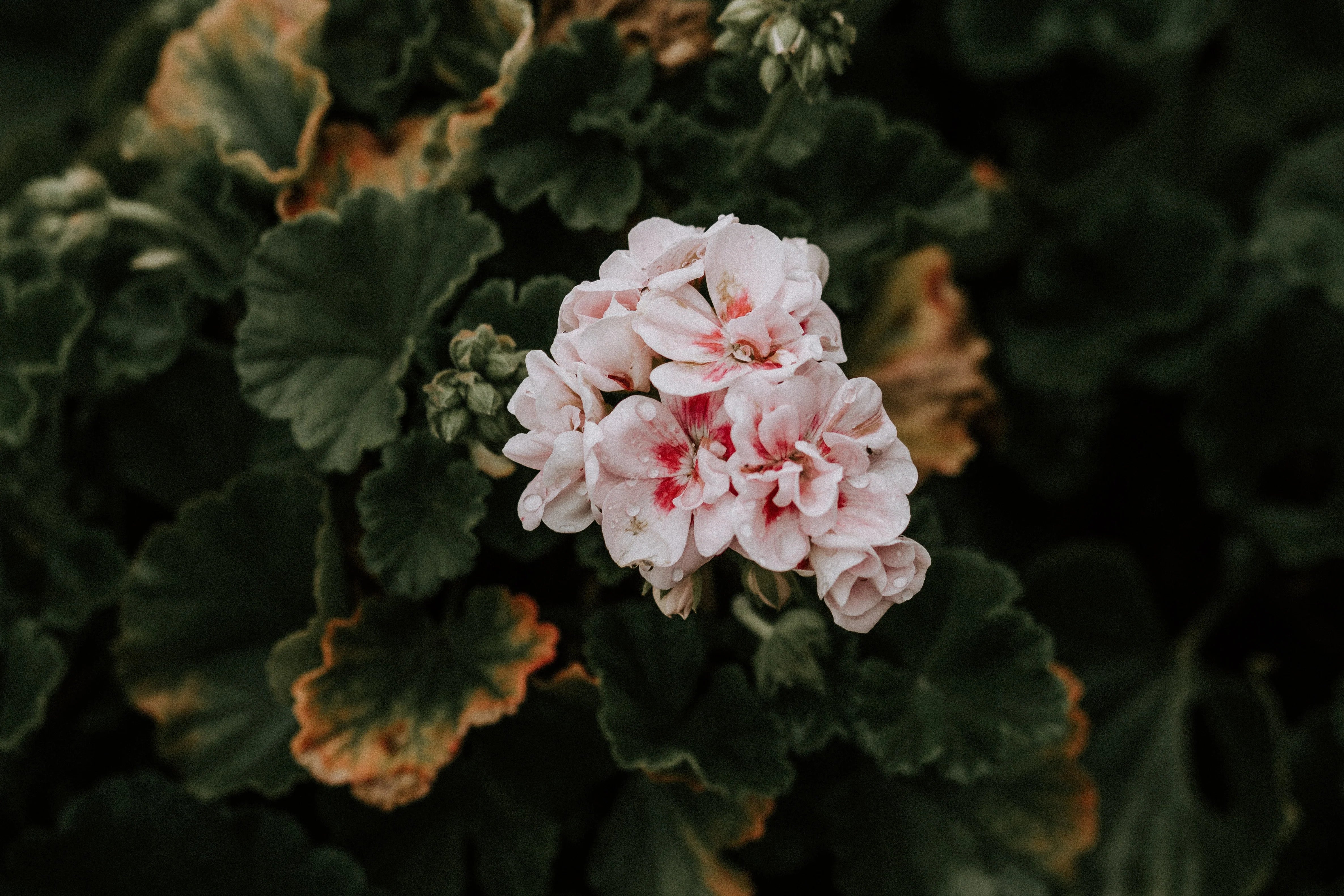 Mānuka & Rose Geranium Body Wash (Pre Order)