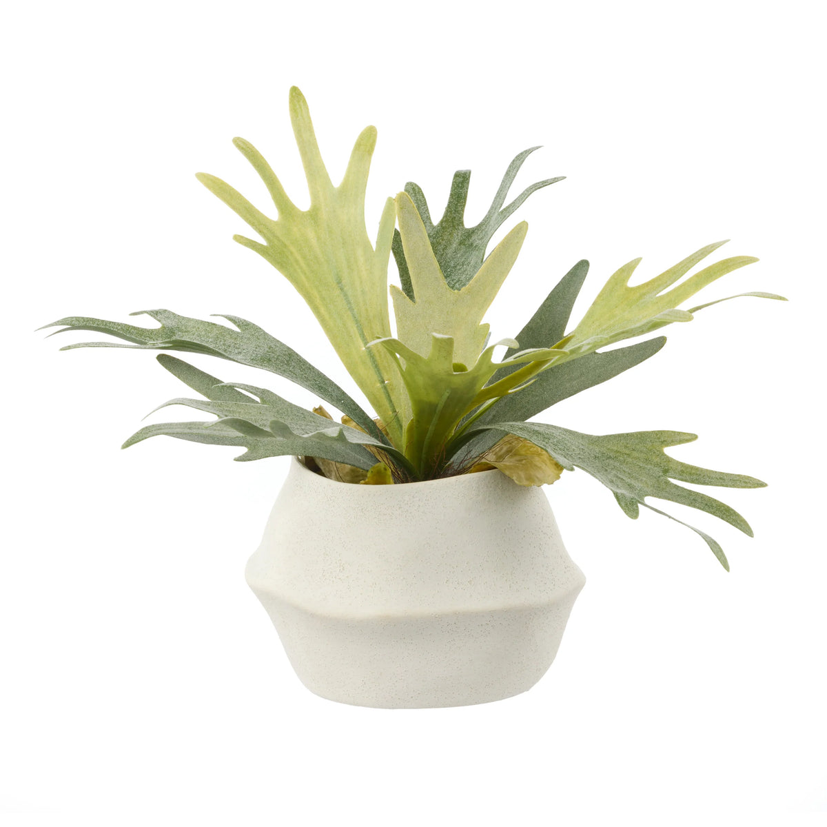 The Ottavia Staghorn